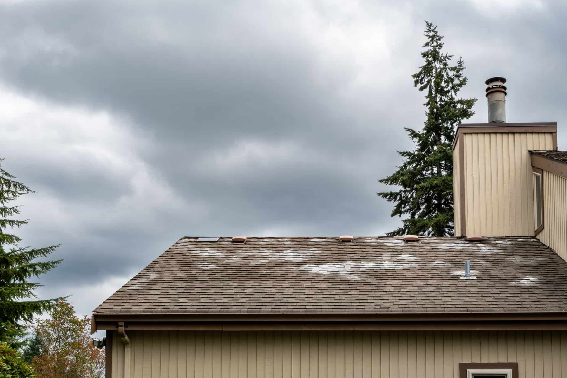 moss and algae on roof